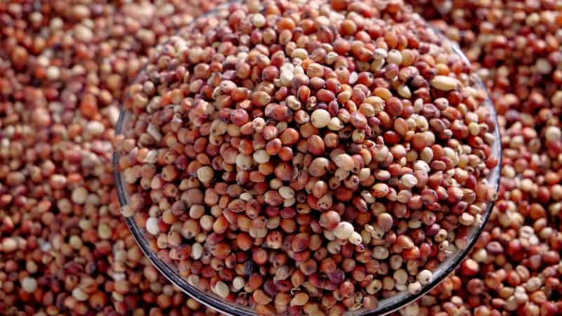 تصویر 2 از هسته خرما وحشی داز با کیفیت طبیعی و ماندگار